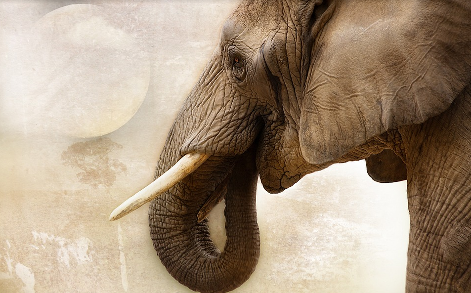 Popular Ways to Curb Poaching of Wildlife